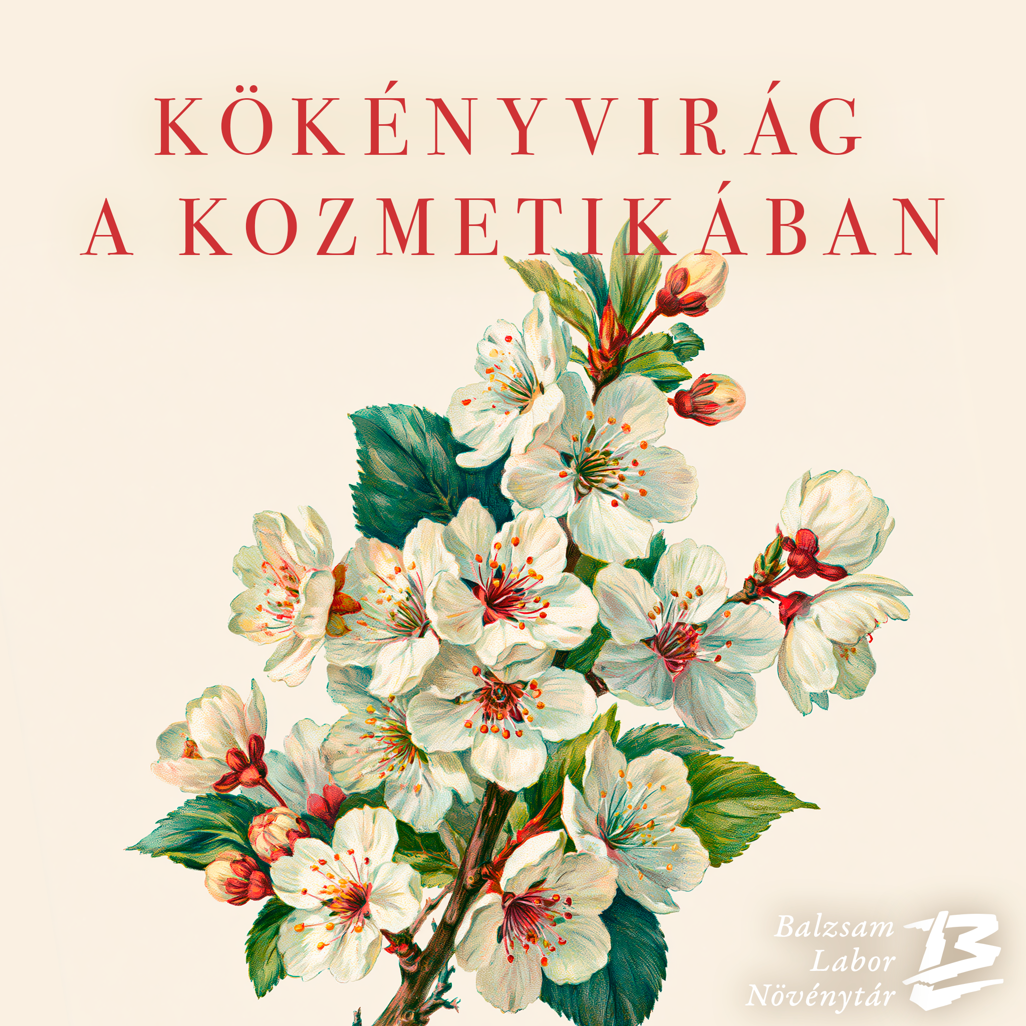Kökényvirág (Prunus spinosa)
