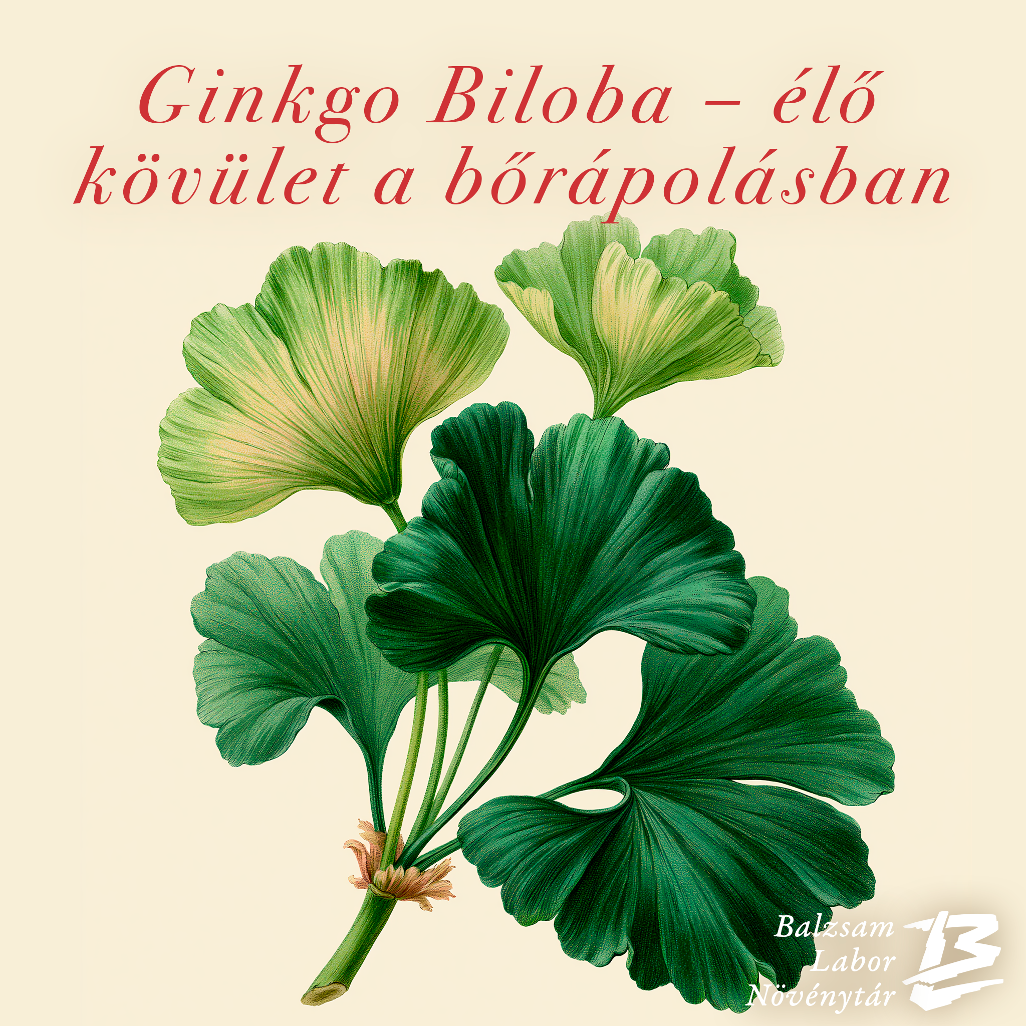 Ginkgo biloba – az „élő kövület” a bőrápolásban